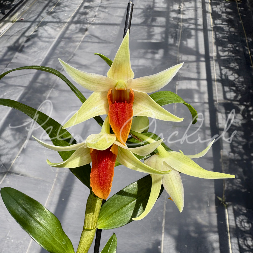 Den. Hawaii Spectacular — Palmer Orchids